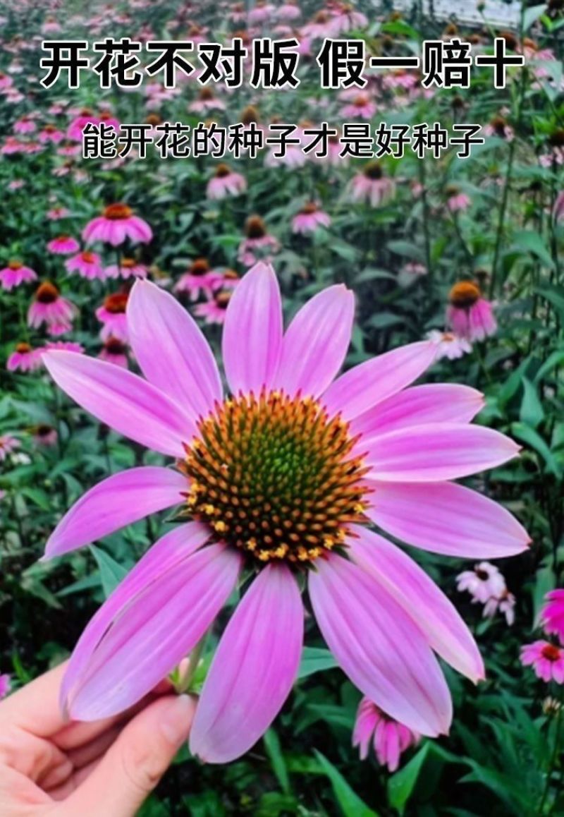 松果菊种子四季播种多年生耐寒花籽室外庭院阳台易活紫松果菊