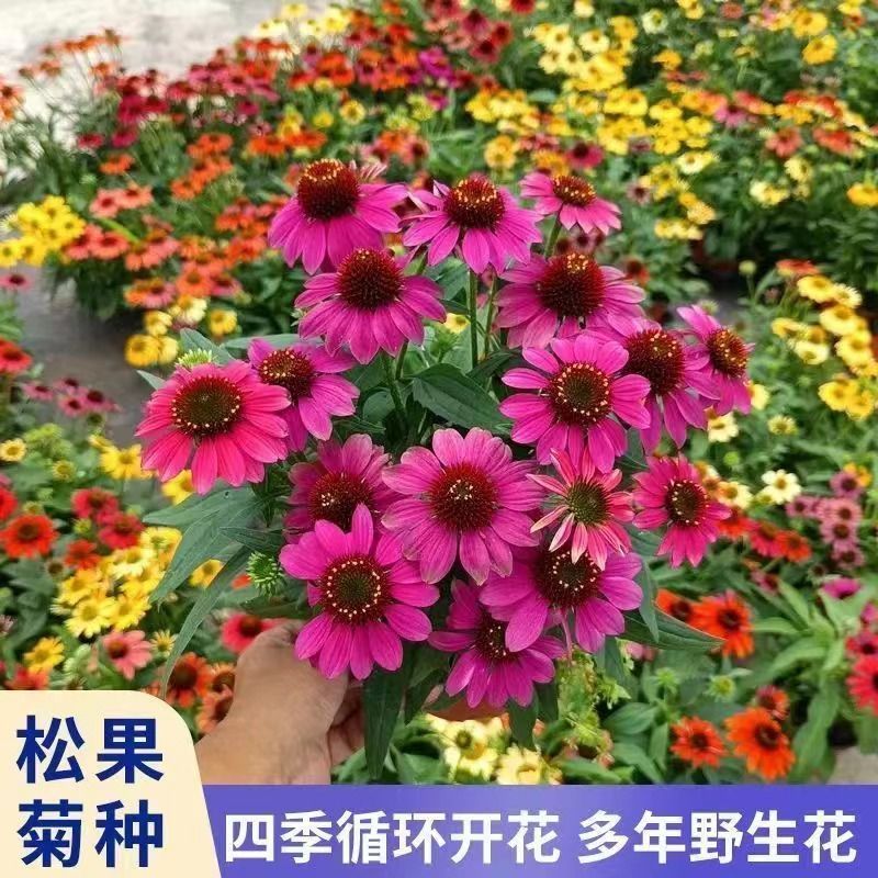 松果菊种子四季播种多年生耐寒花籽室外庭院阳台易活紫松果菊
