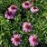 松果菊种子四季播种多年生耐寒花籽室外庭院阳台易活紫松果菊