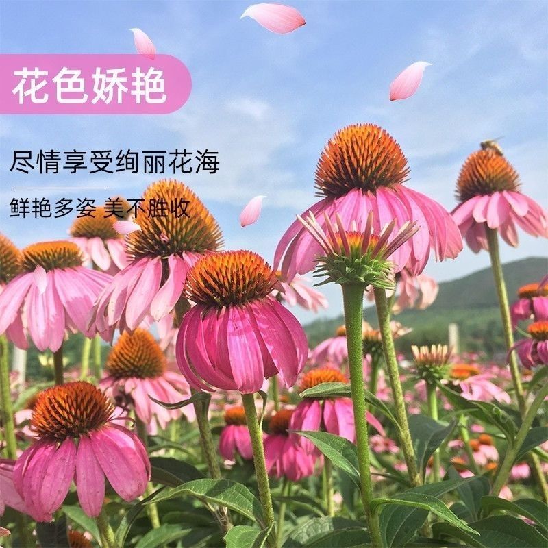 松果菊种子四季播种多年生耐寒花籽室外庭院阳台易活紫松果菊