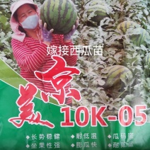 包邮嫁接甜王西瓜苗美都西瓜苗2K嫁接西瓜苗技术指导