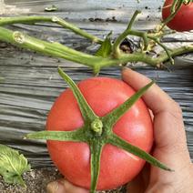山东精品西红柿淄博西红柿产地发货番茄基地量大从优