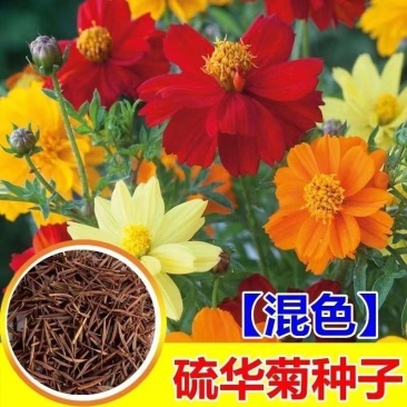 硫华菊花种子四季易播种成活的植物种子庭院阳台绿化景观花草