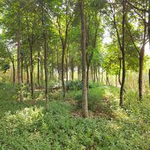 10年未打孔沉香树，米径10-20公分，2000棵左右。