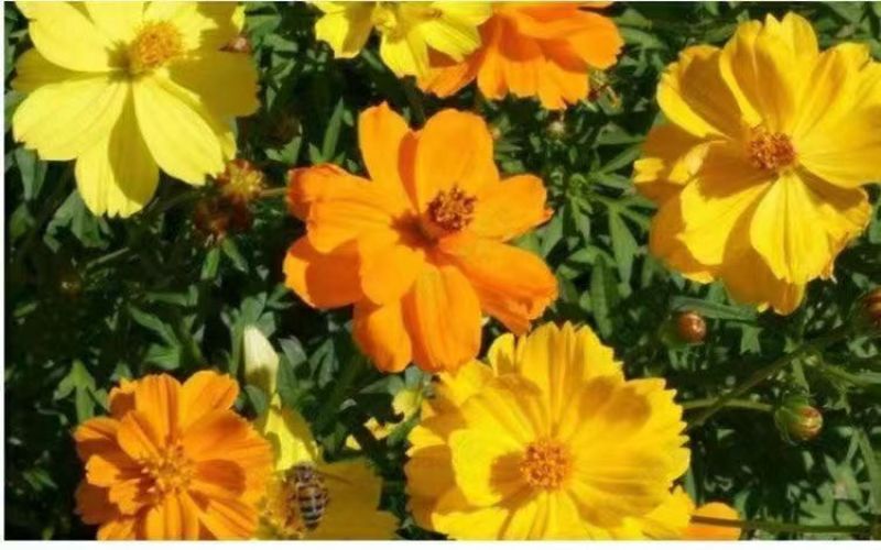 硫华菊花种子四季易播种成活的植物种子庭院阳台绿化景观花草