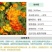 硫华菊花种子四季易播种成活的植物种子庭院阳台绿化景观花草