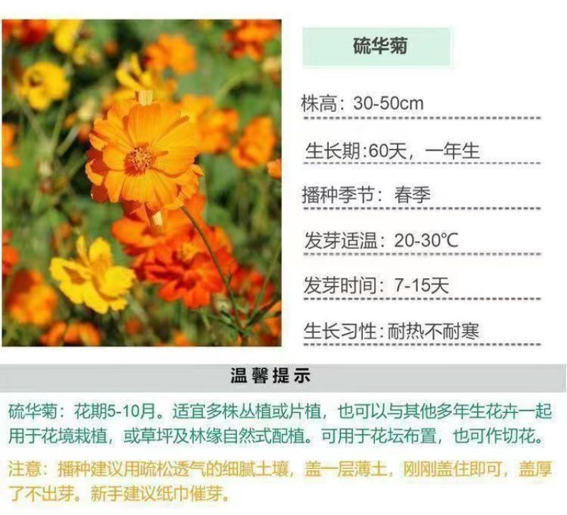 硫华菊花种子四季易播种成活的植物种子庭院阳台绿化景观花草