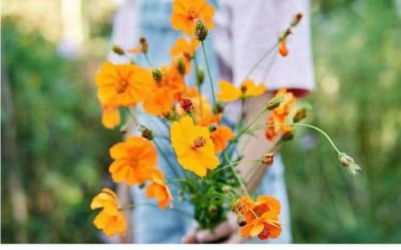 硫华菊花种子四季易播种成活的植物种子庭院阳台绿化景观花草