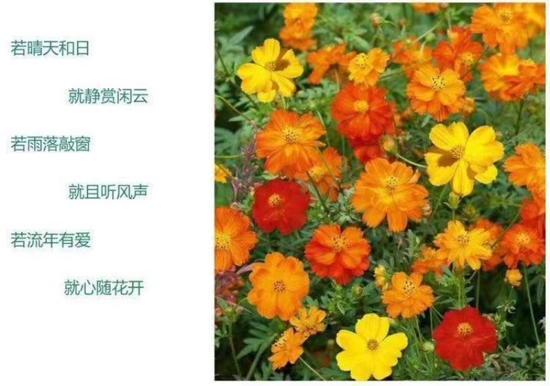 硫华菊花种子四季易播种成活的植物种子庭院阳台绿化景观花草