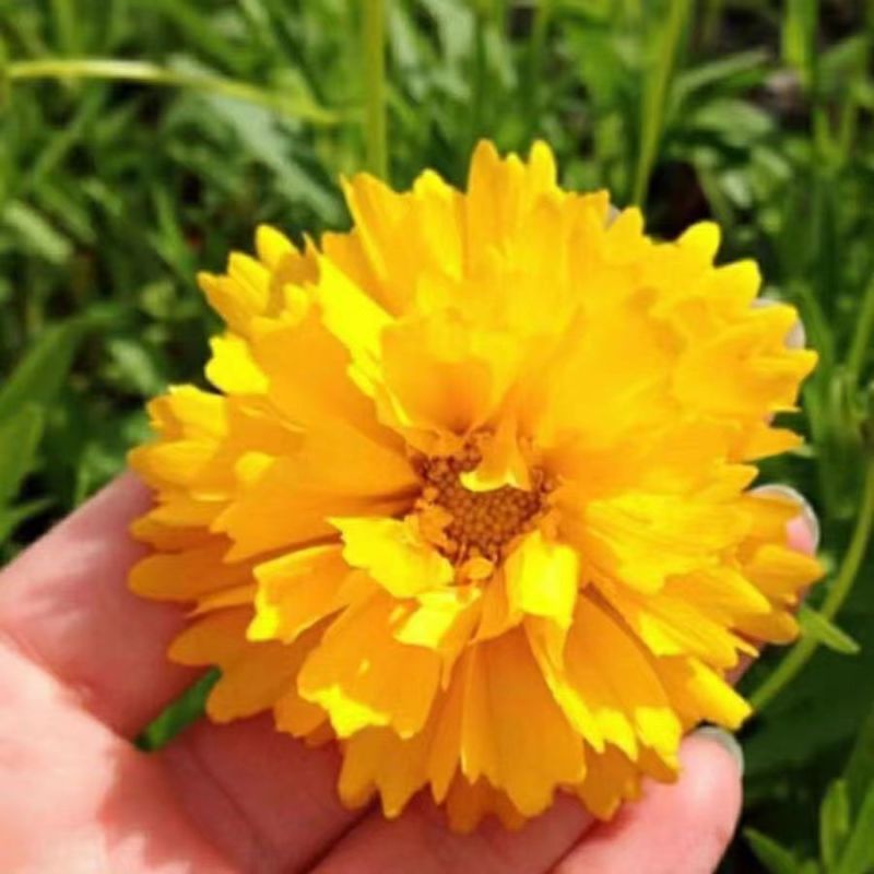 硫华菊花种子四季易播种成活的植物种子庭院阳台绿化景观花草