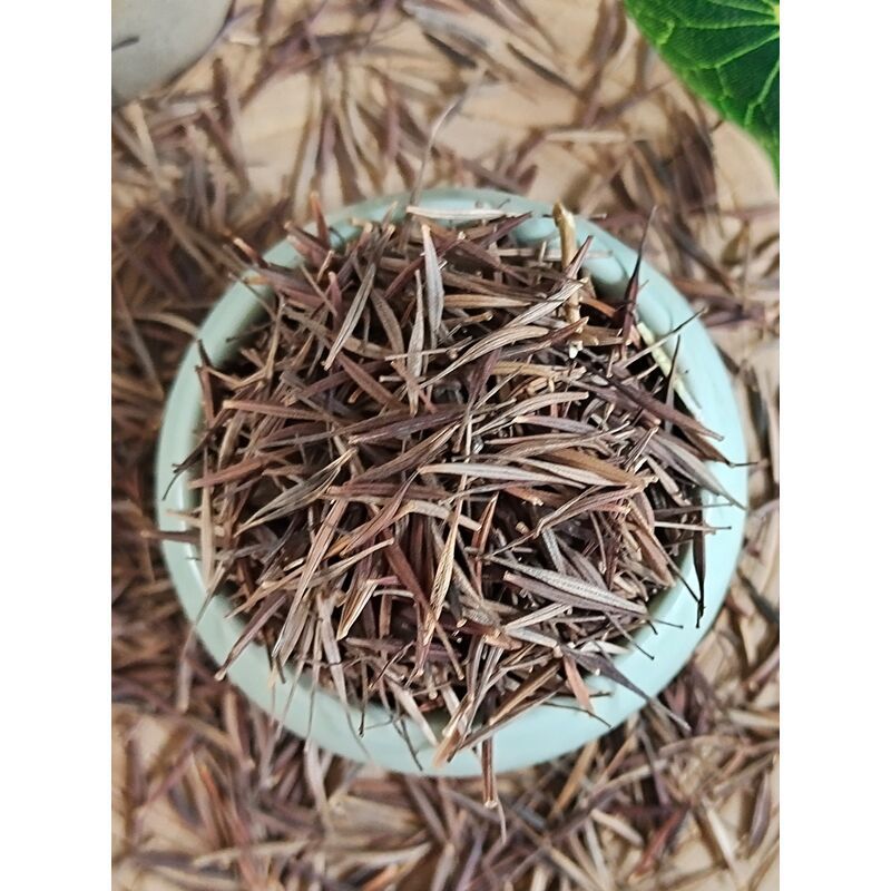 硫华菊花种子四季易播种成活的植物种子庭院阳台绿化景观花草