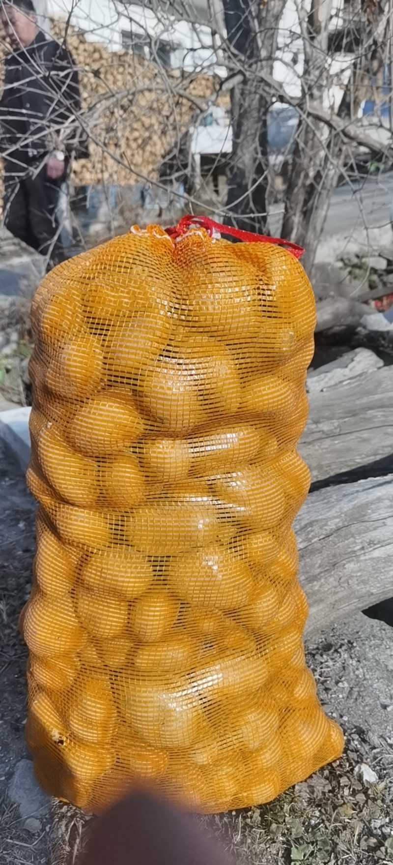 黄心土豆种子
