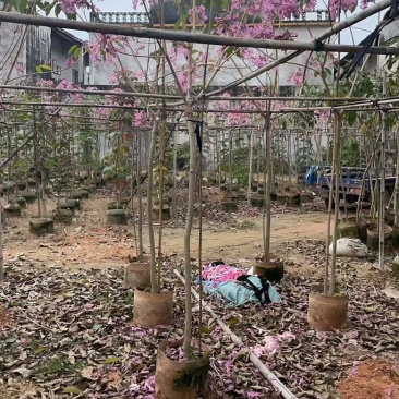 紫花风铃木