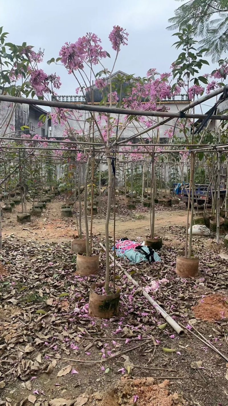 紫花风铃木