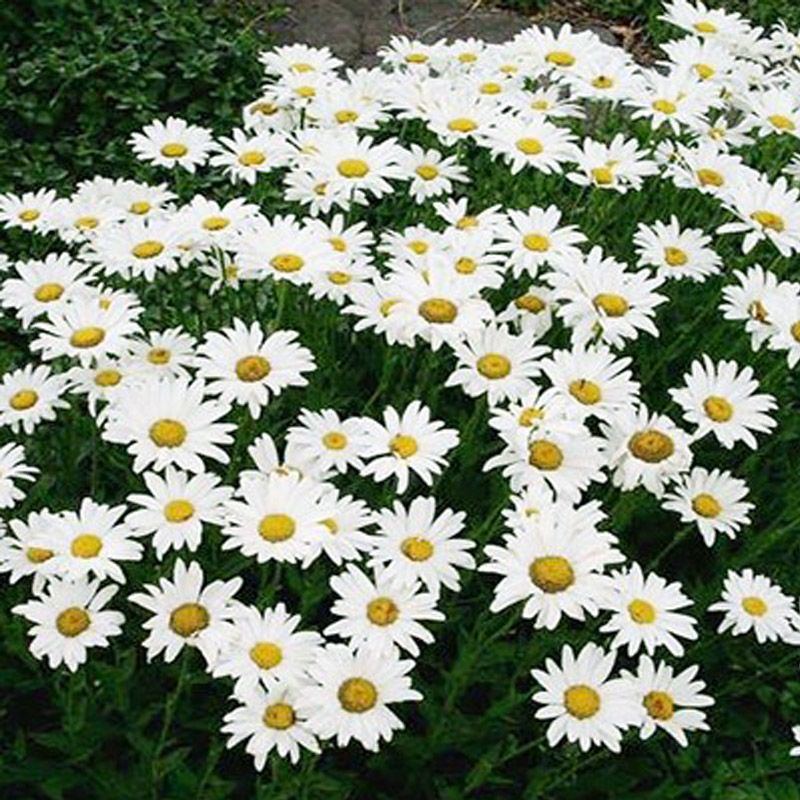 大滨菊种子西洋滨菊庭院花卉花种籽子阳台室外盆栽花籽庭院四
