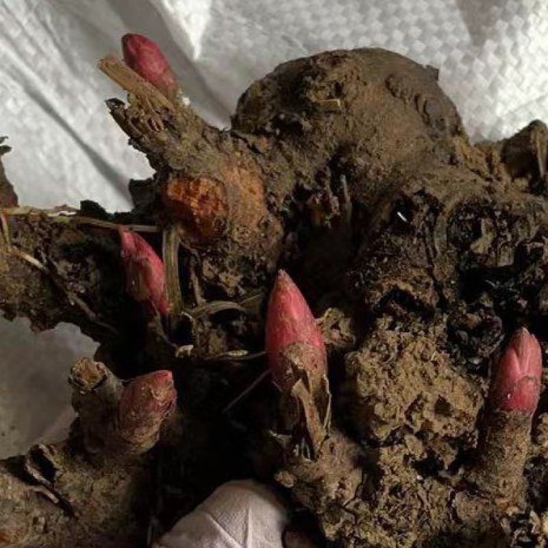 芍药花苗庭院花卉四季开花易活芍药根块带芽室内盆栽室外庭院