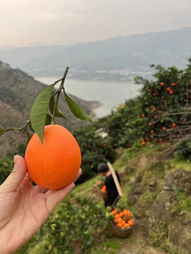 自己家果园，看货摘果