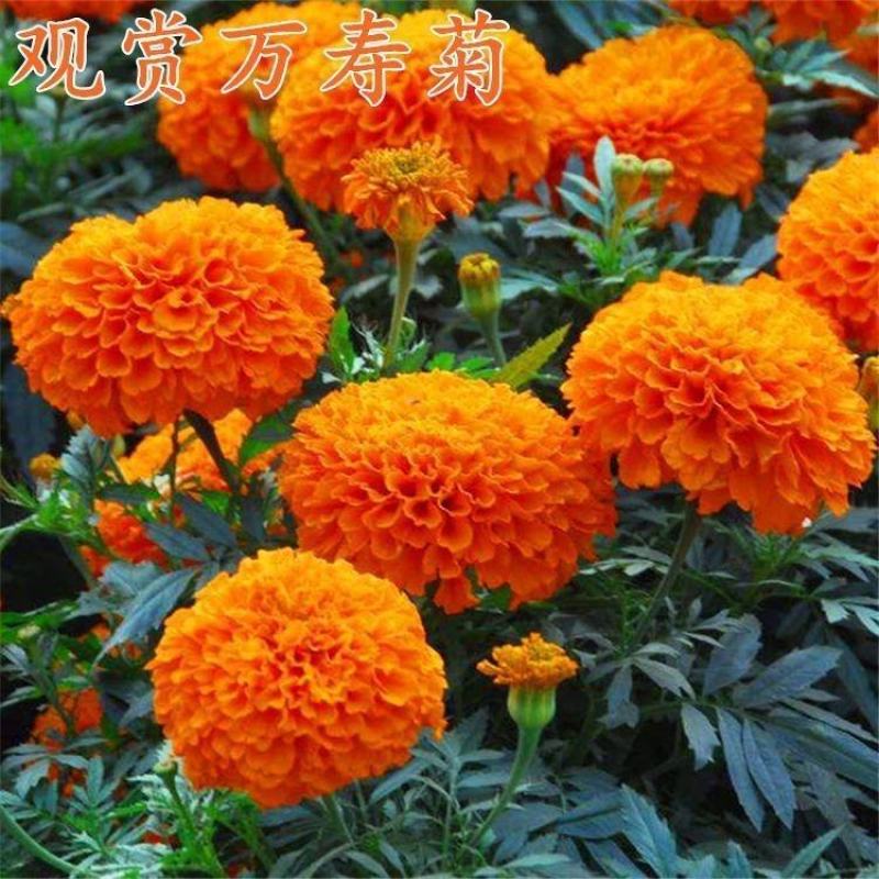 万寿菊种子，菊花种子四季易活混色臭芙蓉花种籽子蚊虫盆栽花