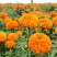 万寿菊种子，菊花种子四季易活混色臭芙蓉花种籽子蚊虫盆栽花