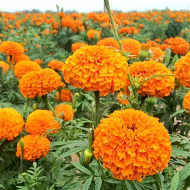 万寿菊种子，菊花种子四季易活混色臭芙蓉花种籽子蚊虫盆栽花