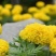 万寿菊种子，菊花种子四季易活混色臭芙蓉花种籽子蚊虫盆栽花