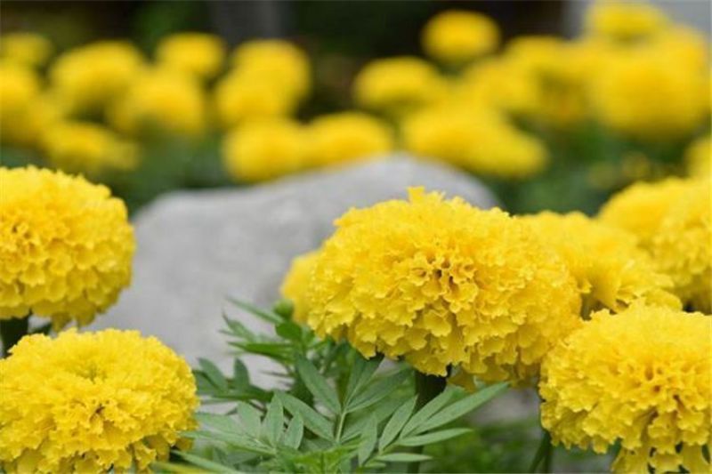 万寿菊种子，菊花种子四季易活混色臭芙蓉花种籽子蚊虫盆栽花
