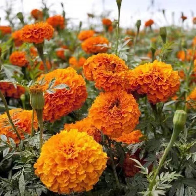 万寿菊种子，菊花种子四季易活混色臭芙蓉花种籽子蚊虫盆栽花