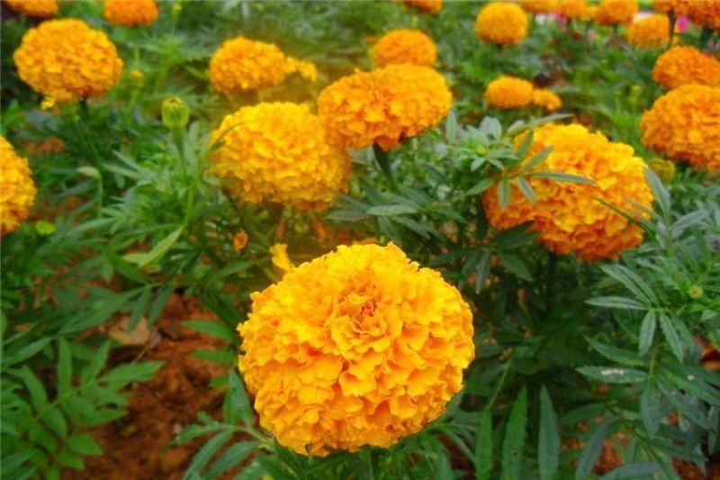 万寿菊种子，菊花种子四季易活混色臭芙蓉花种籽子蚊虫盆栽花