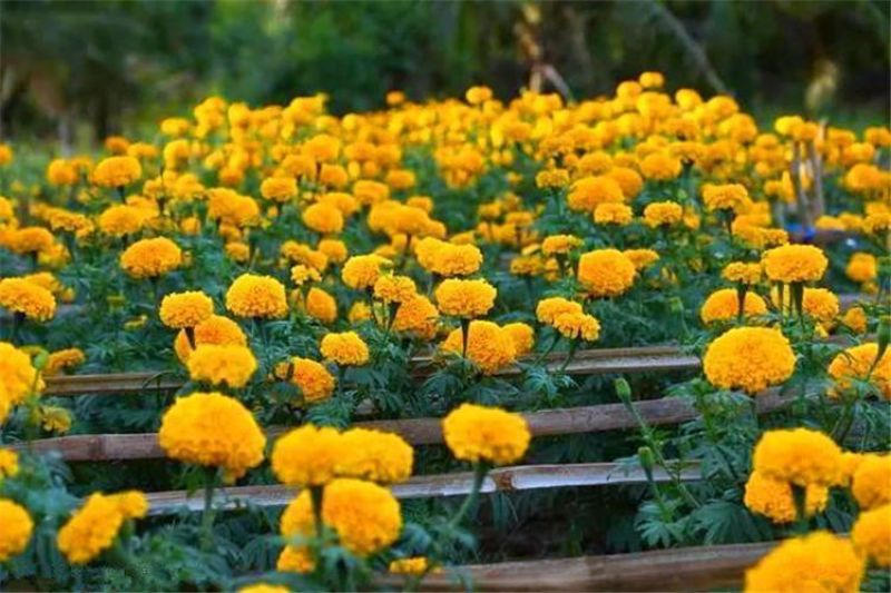 万寿菊种子，菊花种子四季易活混色臭芙蓉花种籽子蚊虫盆栽花