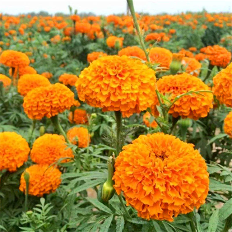 万寿菊种子，菊花种子四季易活混色臭芙蓉花种籽子蚊虫盆栽花