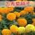 万寿菊种子，菊花种子四季易活混色臭芙蓉花种籽子蚊虫盆栽花