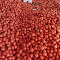 四川米易硬粉西红柿产地一手货源量大价优欢迎咨询