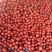 四川米易硬粉西红柿产地一手货源量大价优欢迎咨询下单