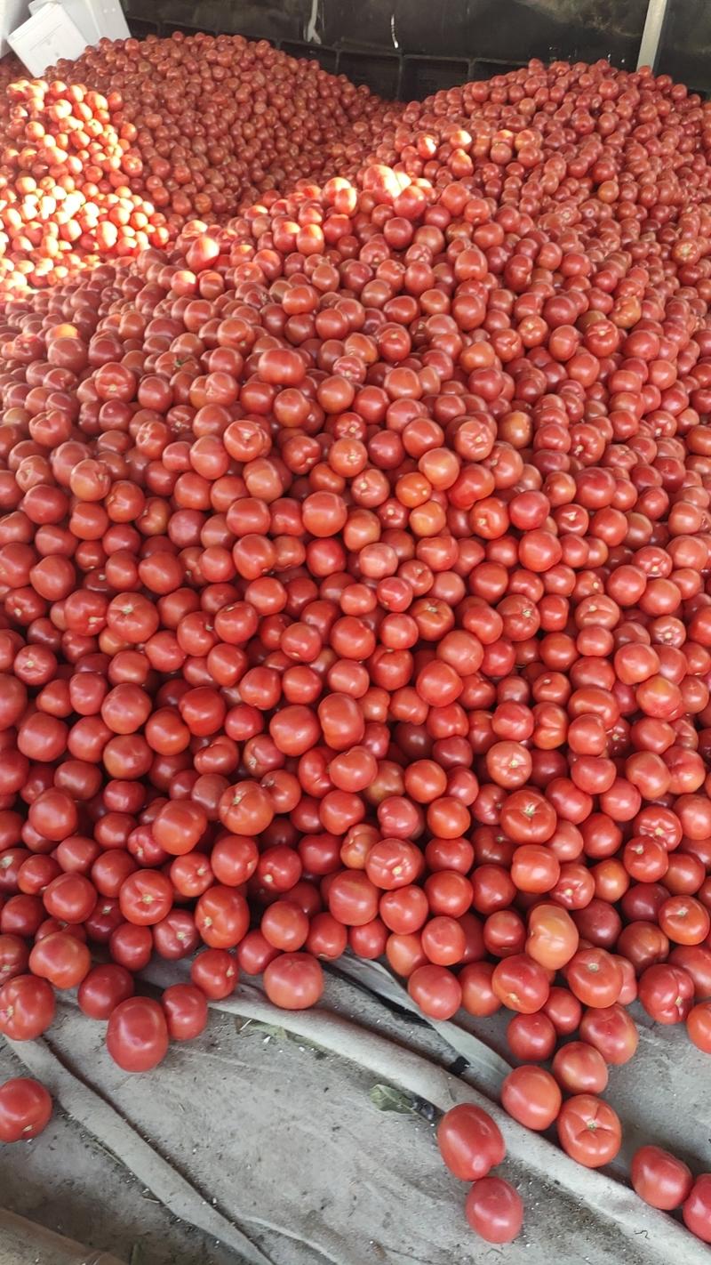 四川米易硬粉西红柿产地一手货源量大价优欢迎咨询下单