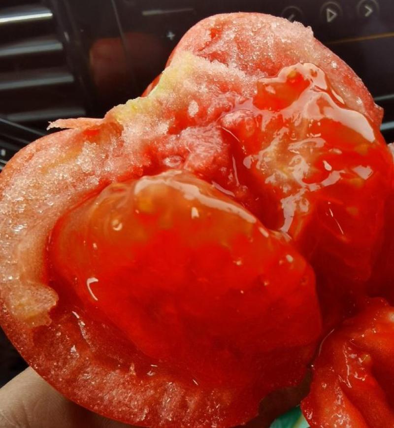 果蔬二用大口感西红柿苗水果柿子苗抗病毒能力强苗子种子