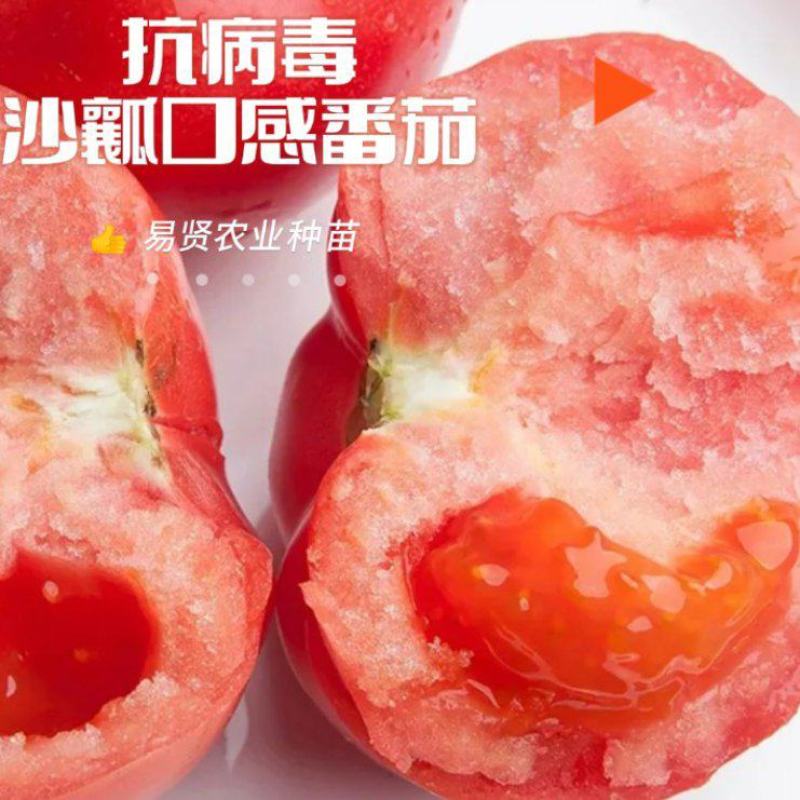 山东潍坊寿光果蔬二用大口感西红柿苗水果柿子苗抗热抗裂抗病