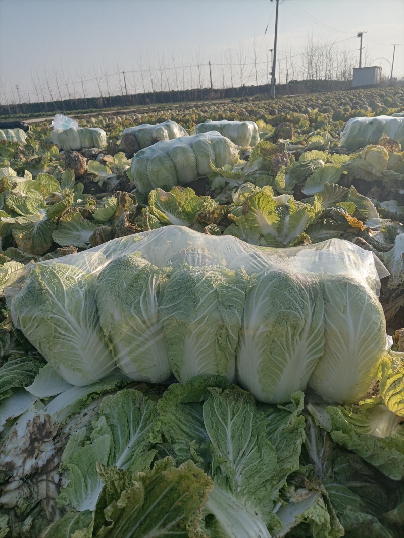 精品黄心大白菜，质量好，价格便宜，大量有货