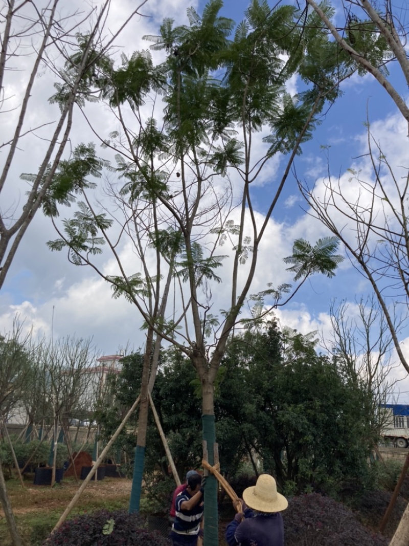 蓝花楹15-16公分，成活率高，树形优美