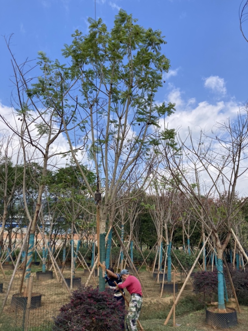 蓝花楹15-16公分，成活率高，树形优美