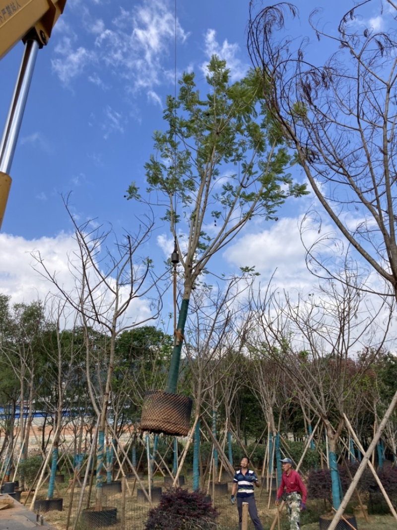蓝花楹15-16公分，成活率高，树形优美