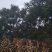 蓝花楹18-25cm原生苗、冠幅大、树形优美。