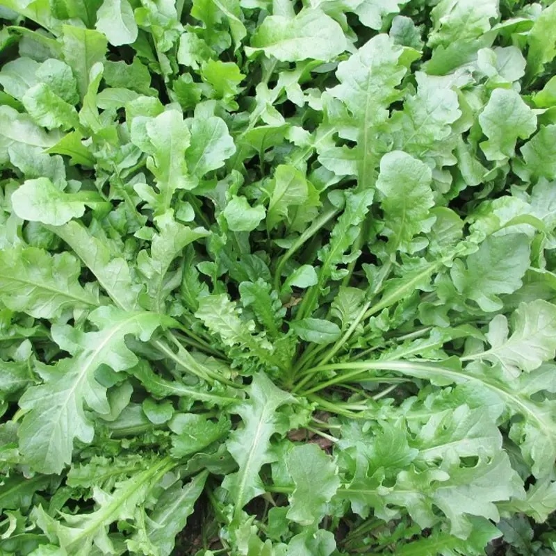野生荠菜种子野菜阳台四季播菜籽盆栽地菜蔬菜种籽孑菜