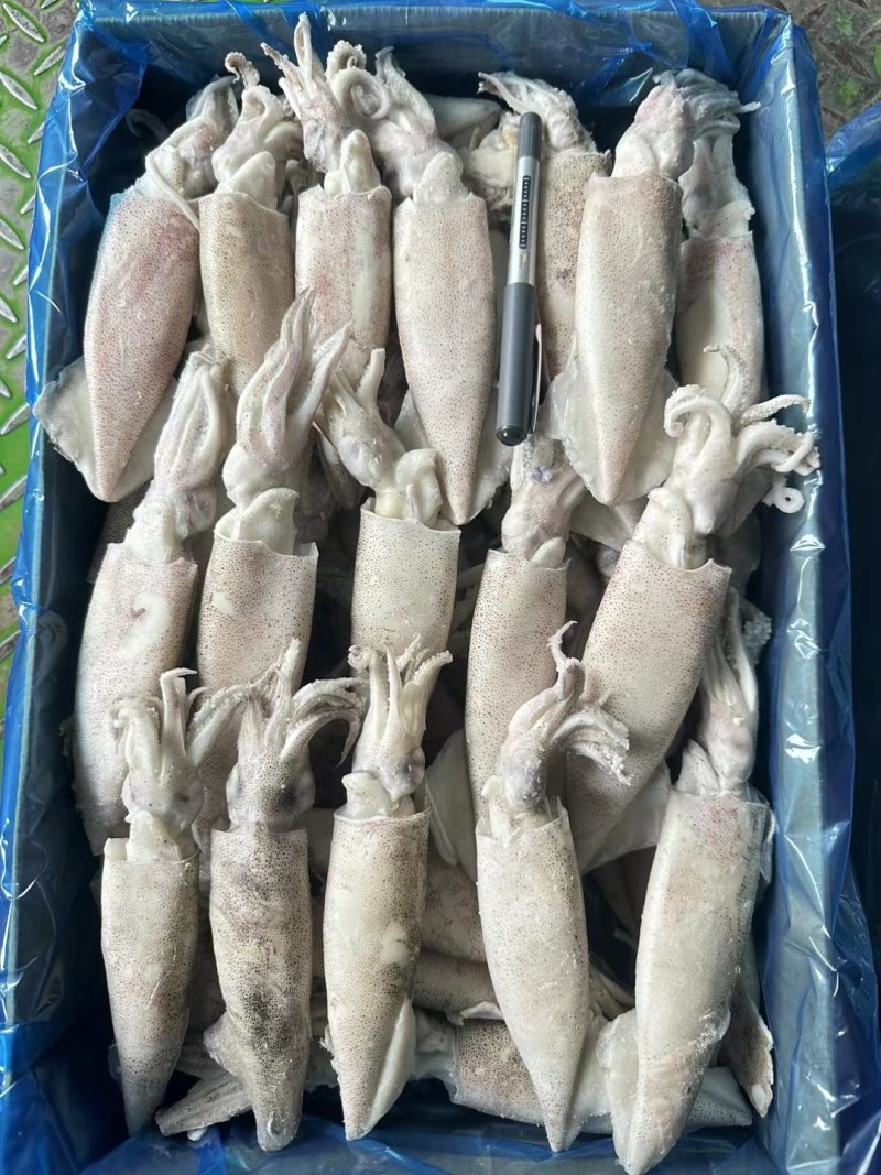 单冻笔管鱼，纯干无冰衣，原汁无泡发