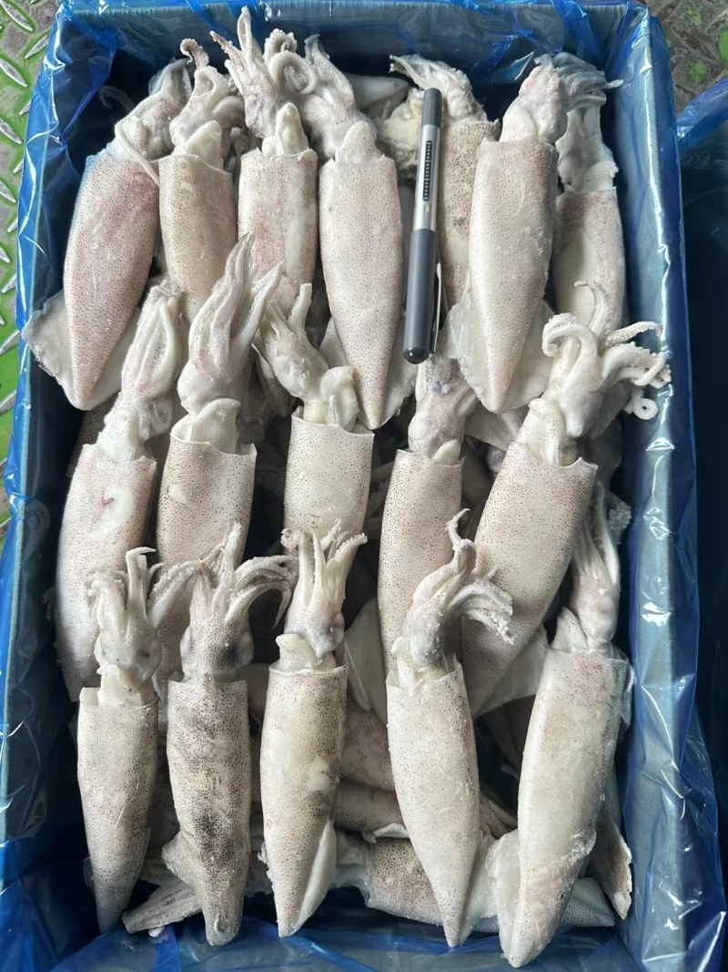 单冻笔管鱼，纯干无冰衣，原汁无泡发