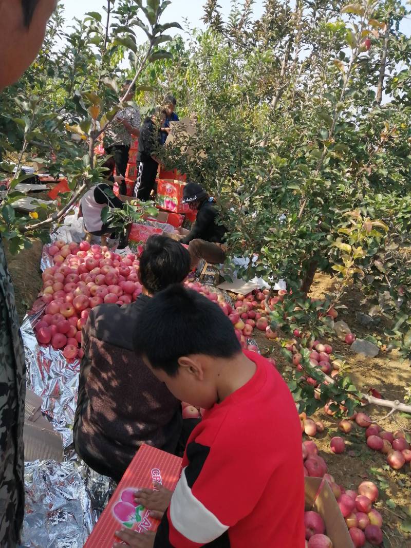 自家果园种植红富士苹果