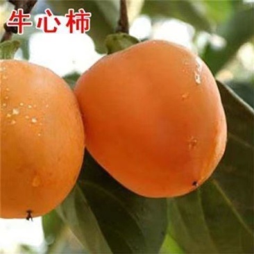 嫁接柿子树苗耐寒牛心柿树苗南北方种植盆栽地栽阳台庭院