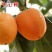 嫁接柿子树苗耐寒牛心柿树苗南北方种植盆栽地栽阳台庭院