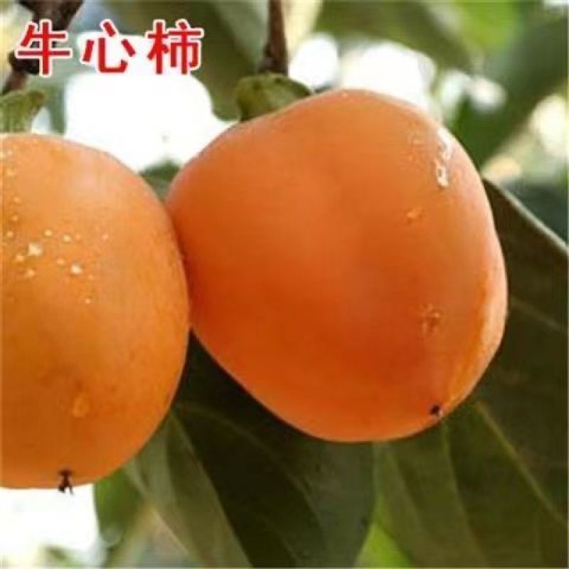 嫁接柿子树苗耐寒牛心柿树苗南北方种植盆栽地栽阳台庭院