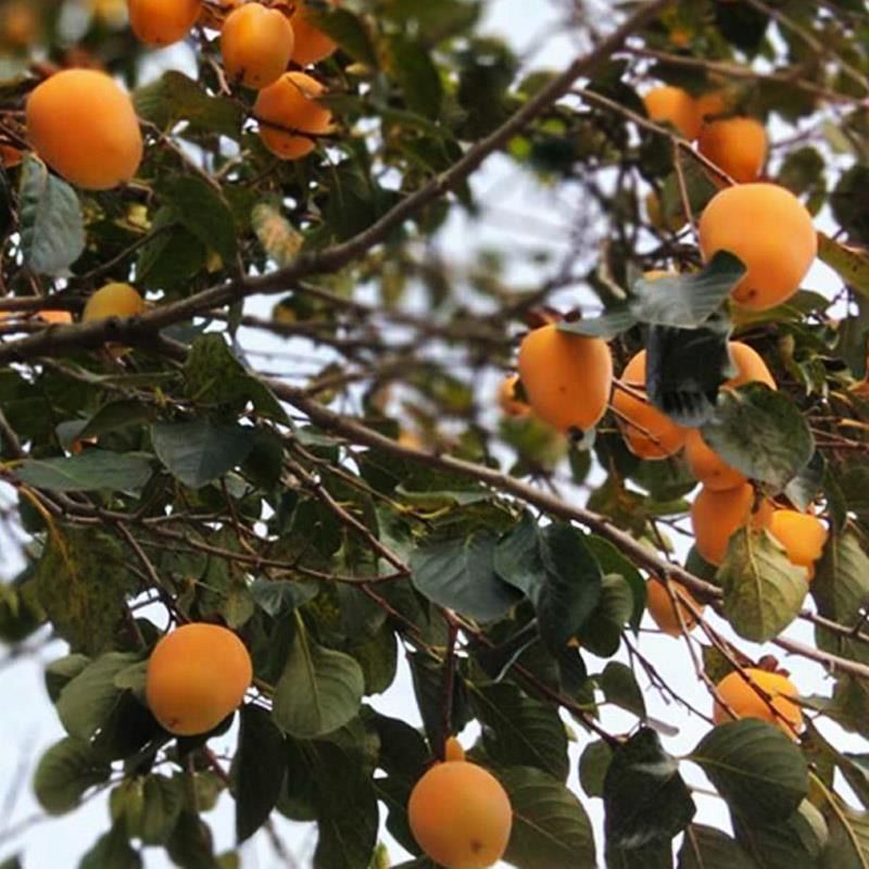 嫁接柿子树苗耐寒牛心柿树苗南北方种植盆栽地栽阳台庭院