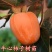 嫁接柿子树苗耐寒牛心柿树苗南北方种植盆栽地栽阳台庭院